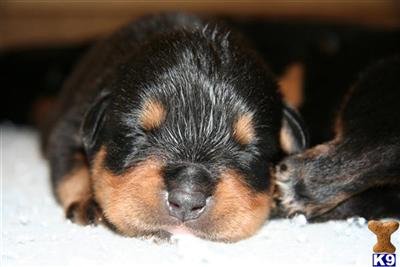 Rottweiler Puppies in FL